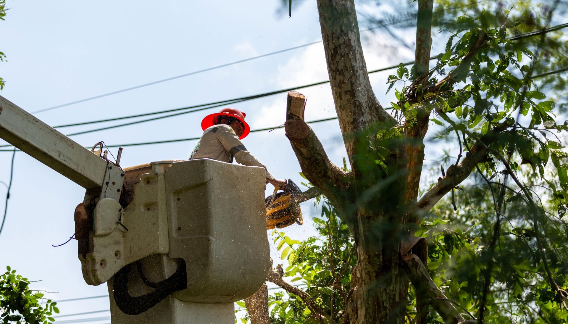 High quality tree care and maintenance services in Broward County, Florida