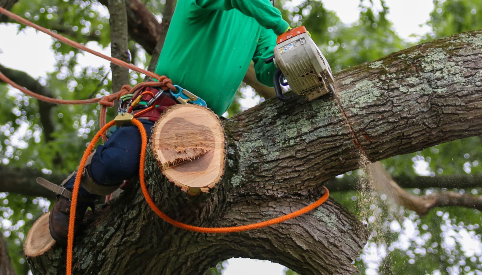 Our team is committed to making the process of tree care and removal affordable in Broward County, Florida