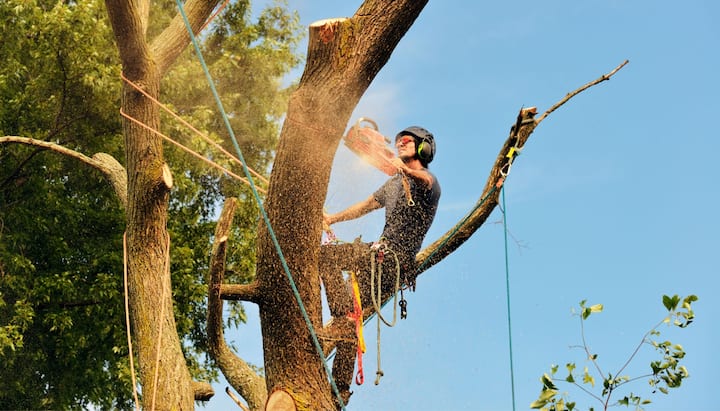 Local tree removal contractors in Broward County, Florida