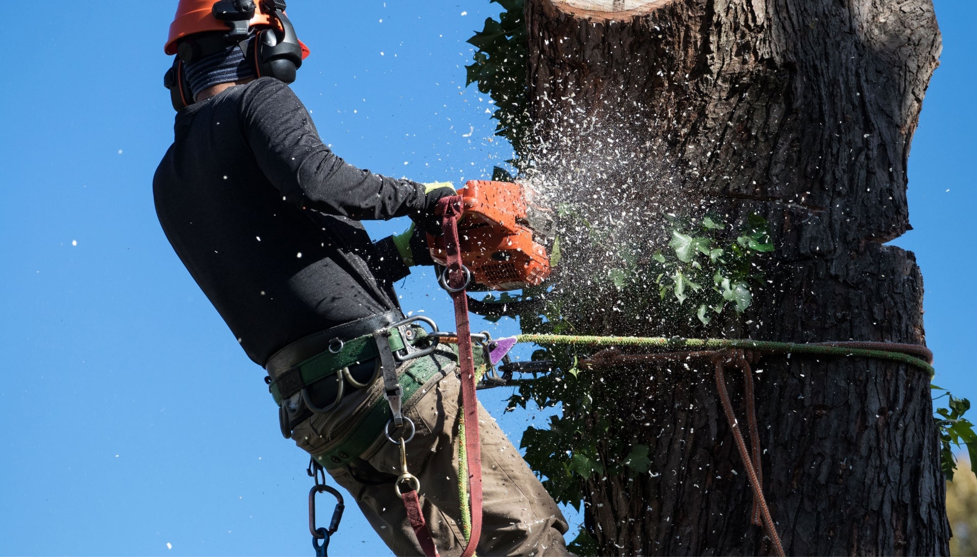 offering best tree removal solutions in Broward County, Florida