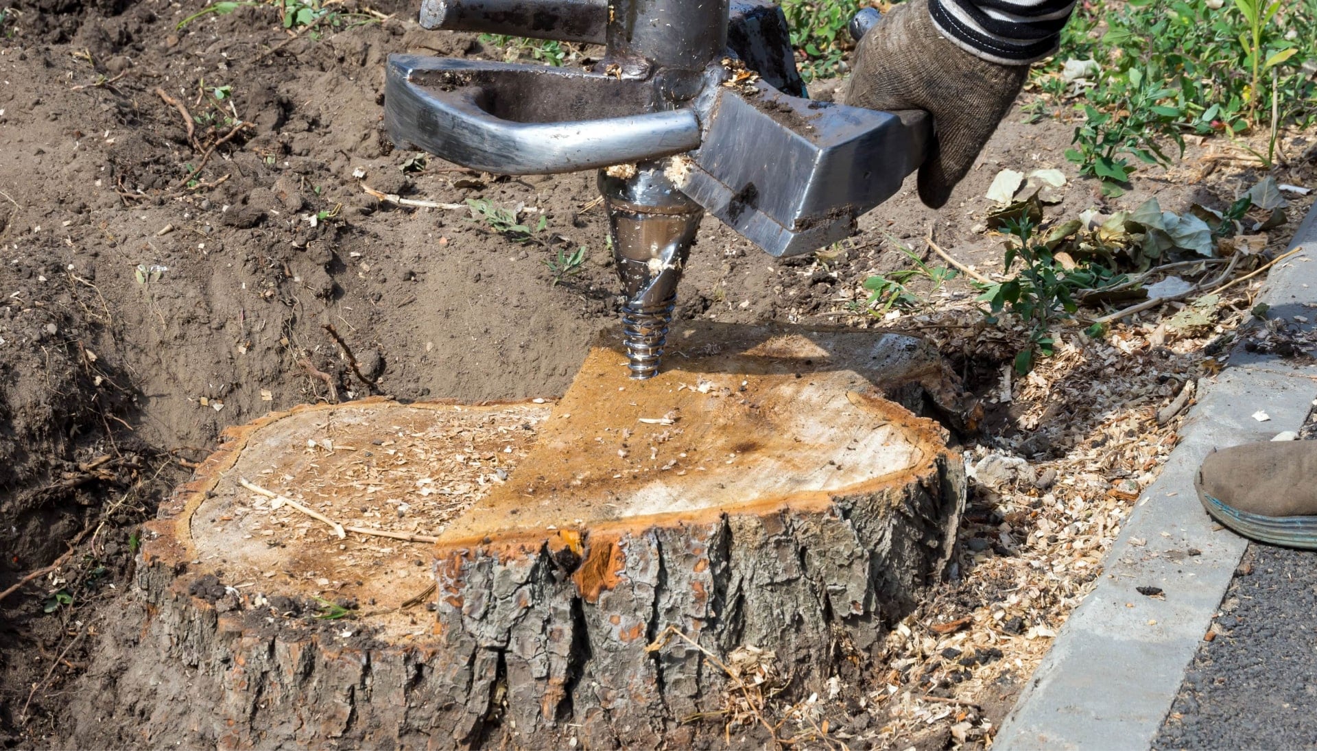 Tree Stump Removal Specialists in Broward County, Florida